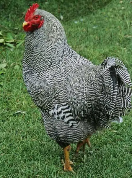 Looking for           Barred Rock Rooster