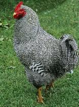 Looking for           Barred Rock Rooster