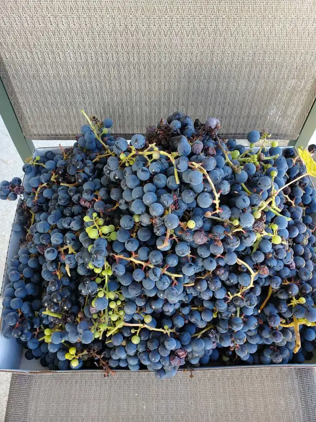 organic concord grapes