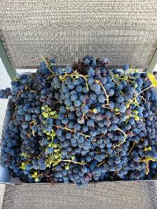 organic concord grapes