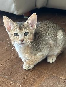 ABYSSINIAN KITTENS / CHATONS ABYSSIN
