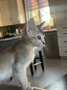 ABYSSINIAN KITTENS / CHATONS ABYSSIN - Photo 3