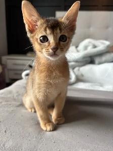 ABYSSINIAN KITTENS / CHATONS ABYSSIN - Photo 4