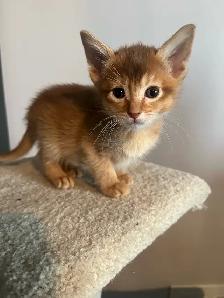 ABYSSINIAN KITTENS / CHATONS ABYSSIN - Photo 5