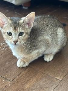 ABYSSINIAN KITTENS / CHATONS ABYSSIN - Photo 9