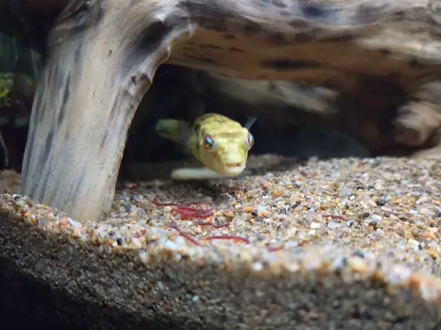Baby Crossriver Puffer Fish