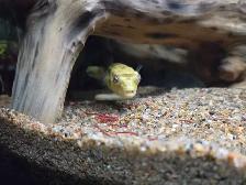 Baby Crossriver Puffer Fish