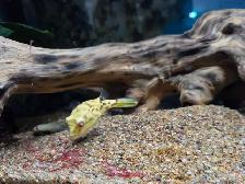Baby Crossriver Puffer Fish - Photo 2
