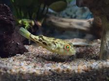Baby Crossriver Puffer Fish - Photo 3