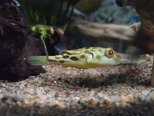 Baby Crossriver Puffer Fish - Photo 4