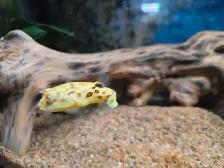 Baby Crossriver Puffer Fish - Photo 5