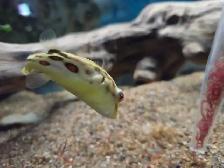 Baby Crossriver Puffer Fish - Photo 6