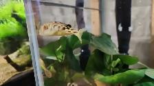 Baby Crossriver Puffer Fish - Photo 7