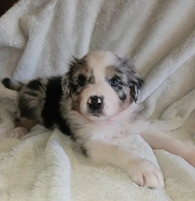 Berger australien chiots femelles