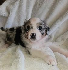 Berger australien chiots femelles