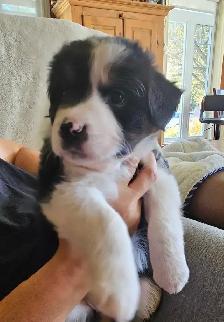 Berger australien chiots femelles - Photo 2