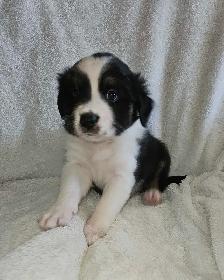 Berger australien chiots femelles - Photo 3