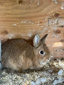 FREE Miniature Nigerian Dwarf Rabbits