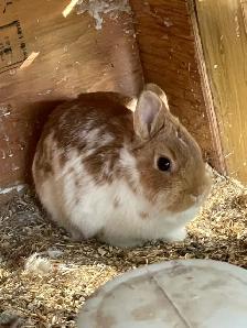 FREE Miniature Nigerian Dwarf Rabbits - Photo 2