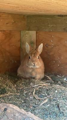 FREE Miniature Nigerian Dwarf Rabbits - Photo 3