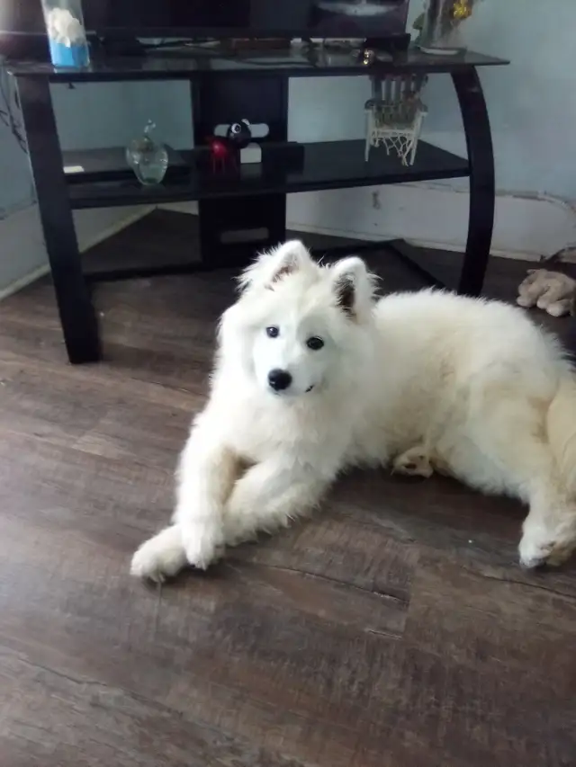 Female puppy Samoyed ❤️