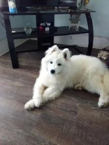 Female puppy Samoyed ❤️