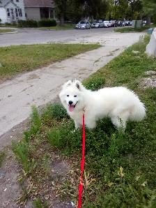 Female puppy Samoyed ❤️ - Photo 2