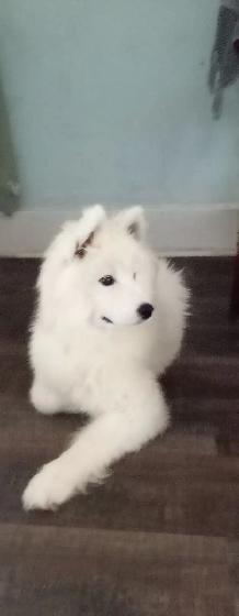 Female puppy Samoyed ❤️ - Photo 3