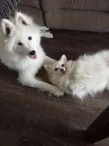 Female puppy Samoyed ❤️ - Photo 4