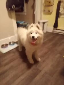 Female puppy Samoyed ❤️ - Photo 5