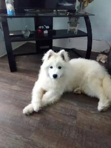 Female puppy Samoyed ❤️ - Photo 6