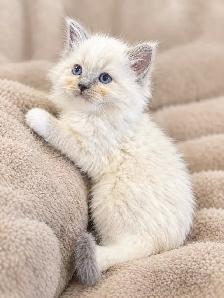 Blue Mitted and Bi-Colour Ragdoll kittens