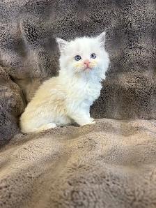 Blue Mitted and Bi-Colour Ragdoll kittens - Photo 2