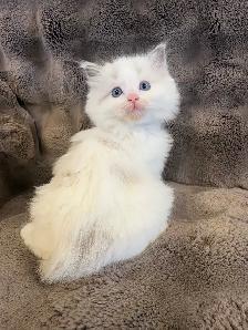 Blue Mitted and Bi-Colour Ragdoll kittens - Photo 3