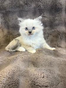 Blue Mitted and Bi-Colour Ragdoll kittens - Photo 5