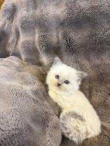 Blue Mitted and Bi-Colour Ragdoll kittens - Photo 6