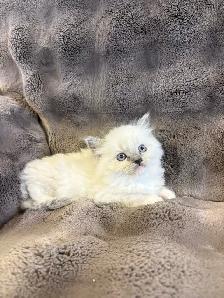 Blue Mitted and Bi-Colour Ragdoll kittens - Photo 7