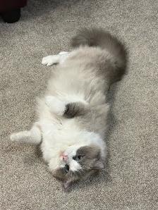 Blue Mitted and Bi-Colour Ragdoll kittens - Photo 9