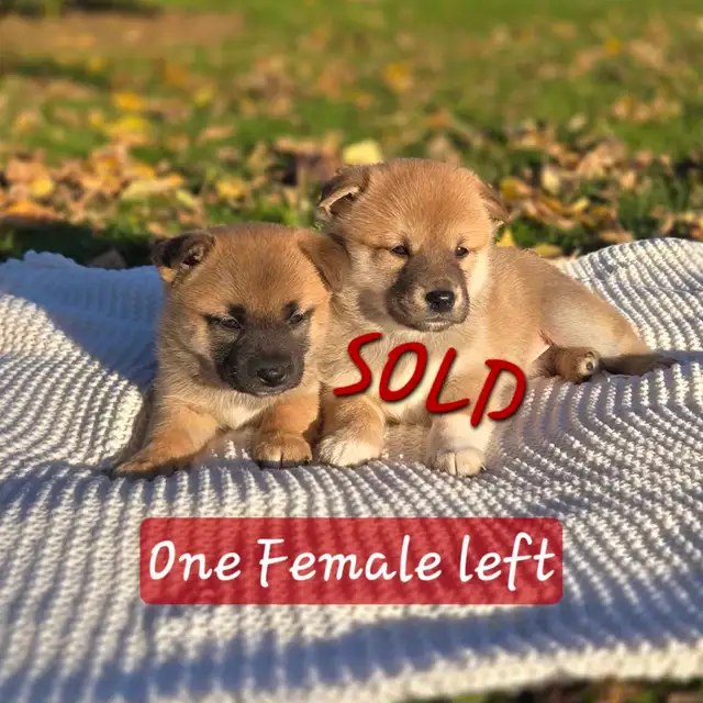 Shiba Inu Cross