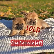 Shiba Inu Cross