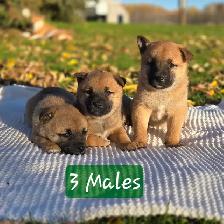 Shiba Inu Cross - Photo 2