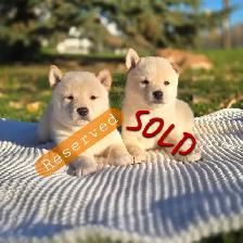 Shiba Inu Cross - Photo 3