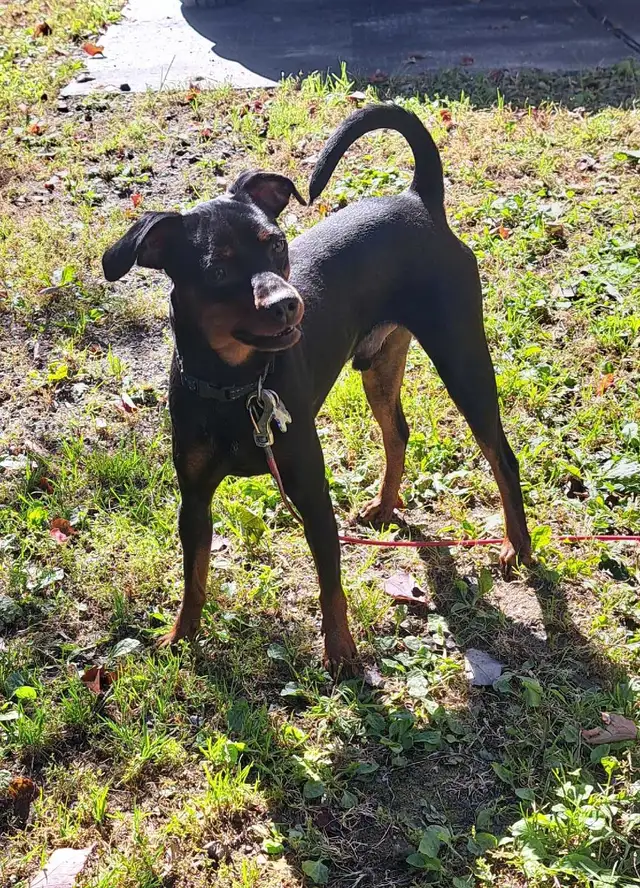 Male pinscher miniature