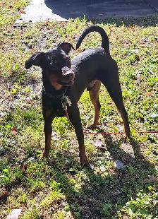 Male pinscher miniature