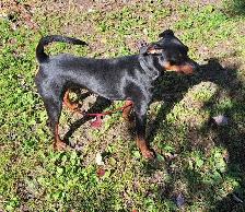 Male pinscher miniature - Photo 2