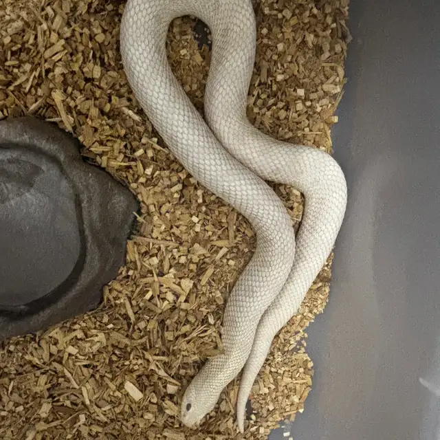 Yeti x Yeti Western Hognose Breeding Pair