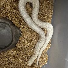Yeti x Yeti Western Hognose Breeding Pair