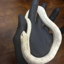 Yeti x Yeti Western Hognose Breeding Pair - Photo 2