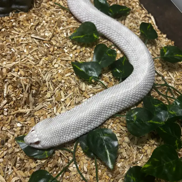 Coral x Albino Superconda het Lavender Hognose Pair