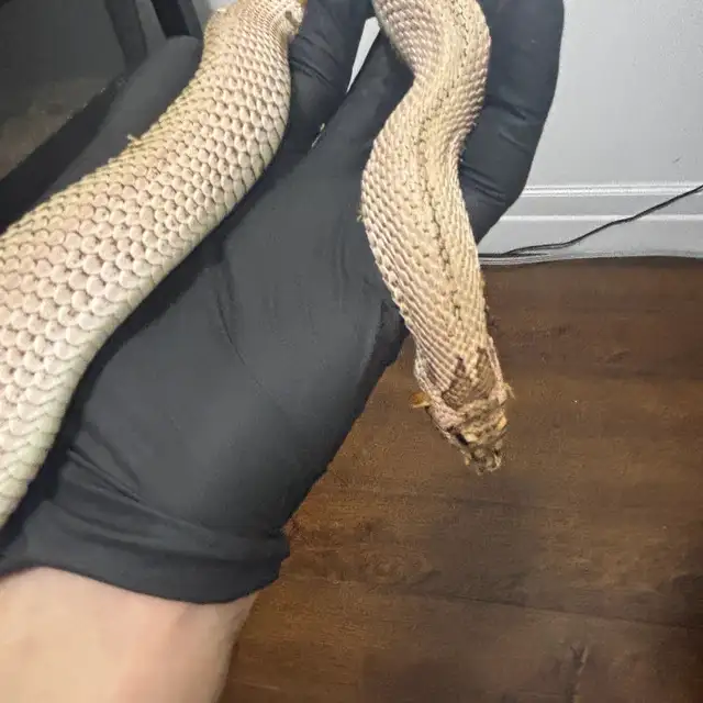 Superarctic Superconda x Arctic Snow Hognose Pair